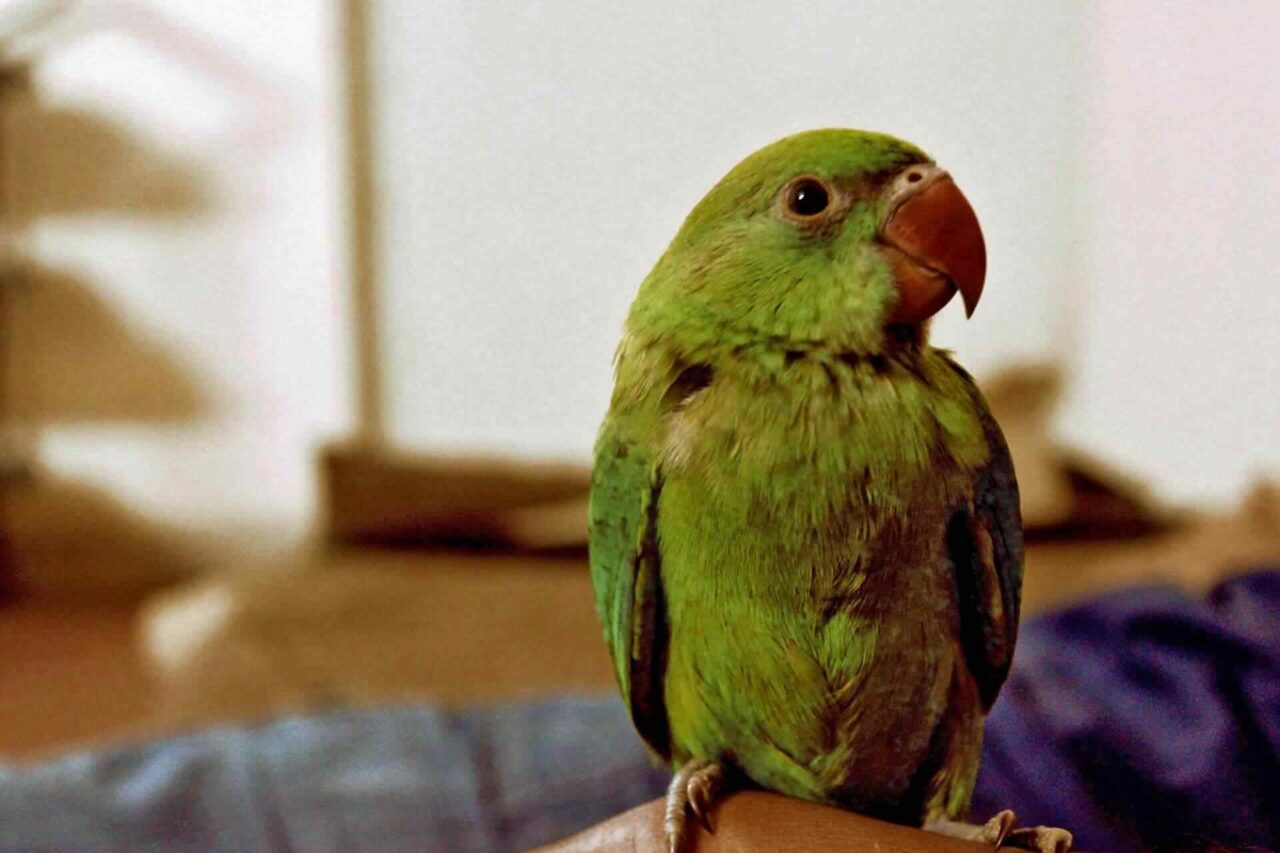 PETS-bird2-1280x853.jpg